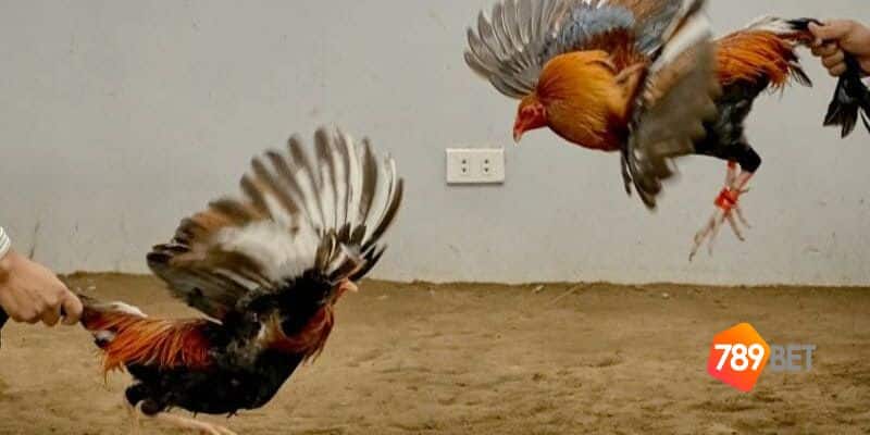 đá gà tre Việt Nam