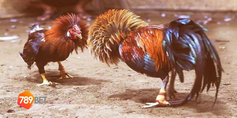 Đá gà tre Việt Nam