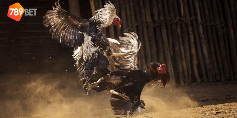 luật chấp trong đá gà