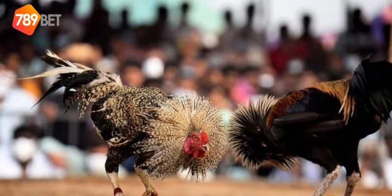 luật chấp trong đá gà