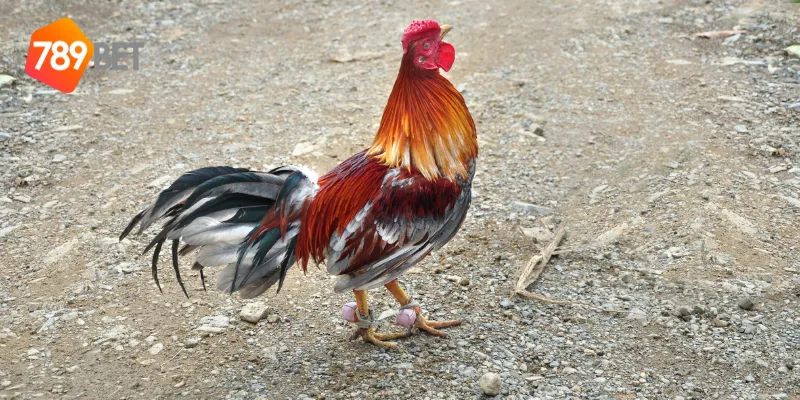 Các tính năng hỗ trợ người chơi đá gà đẳng cấp