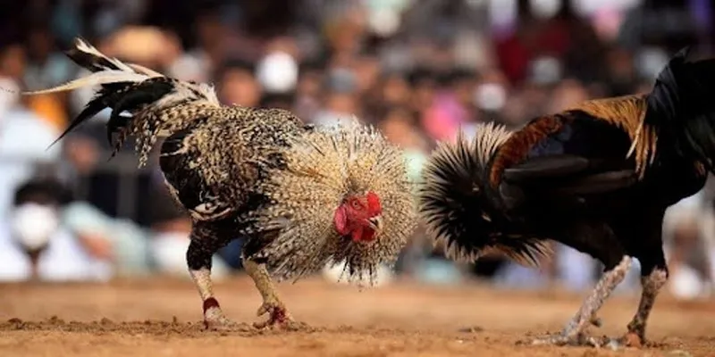 Một vài thông tin cơ bản về hình thức trực tiếp đá gà