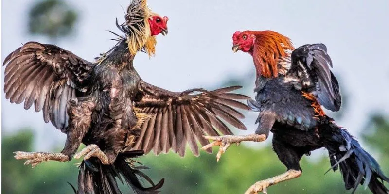 Tìm hiểu về đấu trường cựa sắt