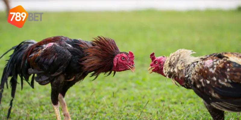 Giới thiệu về đá gà siêu hạng
