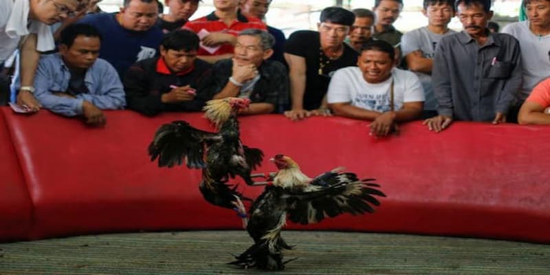Bí kíp hay từ chuyên gia khi chơi đấu gà thái lan