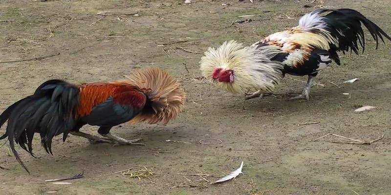 Tổng quan về đá gà thái lan