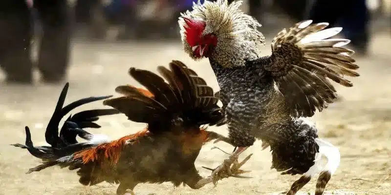 Bí kíp chơi chọi gà cựa sắt tăng tỷ lệ thắng hiệu quả